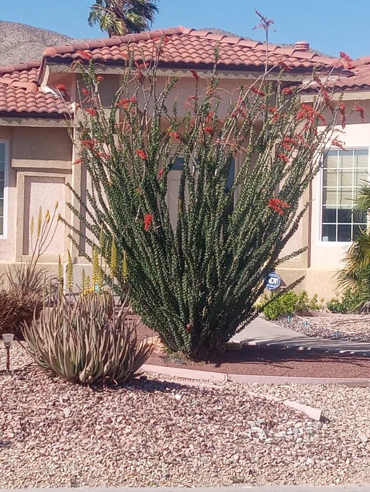 Local lawn care service for year-round maintenance in Cathedral City, CA by Ramirez landscaping and Gardening Services