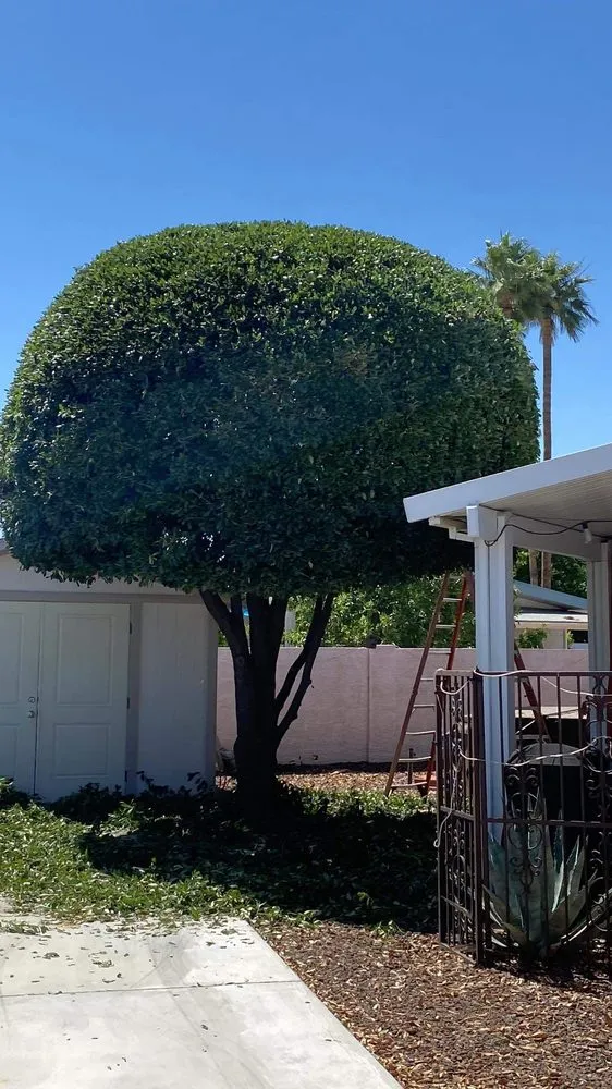 Expert yard cleanup service experts serving El Mirage, AZ - Ramirez Landscaping