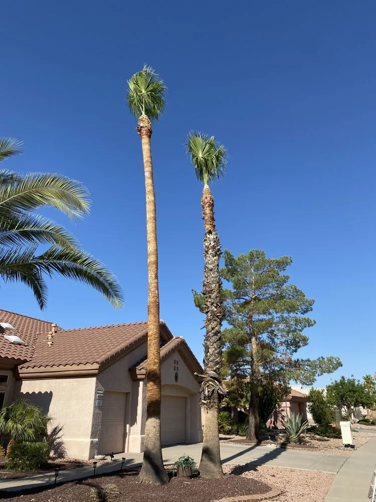 Expert yard cleanup service near you across El Mirage, AZ - Ramirez Landscaping