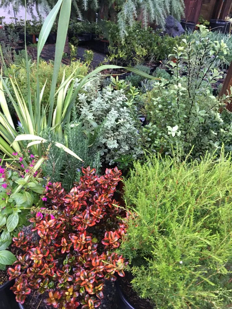 Local yard cleanup service in Pittsburg, CA by Ramirez Landscaping