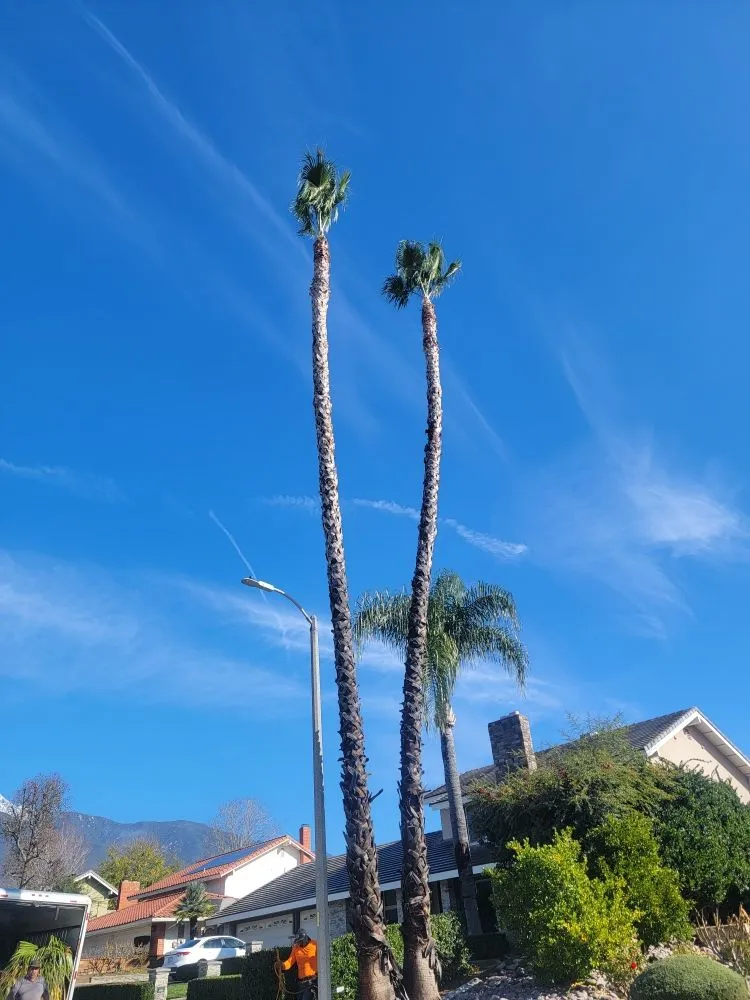 Top-rated landscape design in San Bernardino, CA - RAMIREZ LANDSCAPING