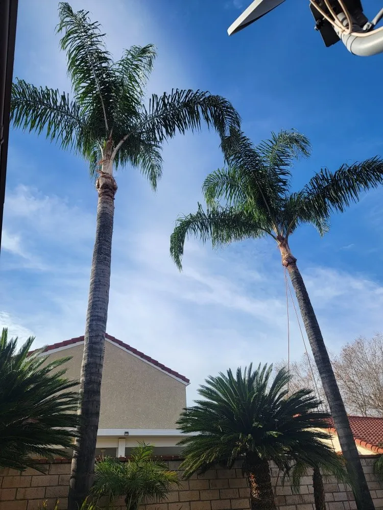 Affordable landscape design in San Bernardino, CA by RAMIREZ LANDSCAPING