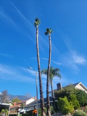 RAMIREZ LANDSCAPING Logo