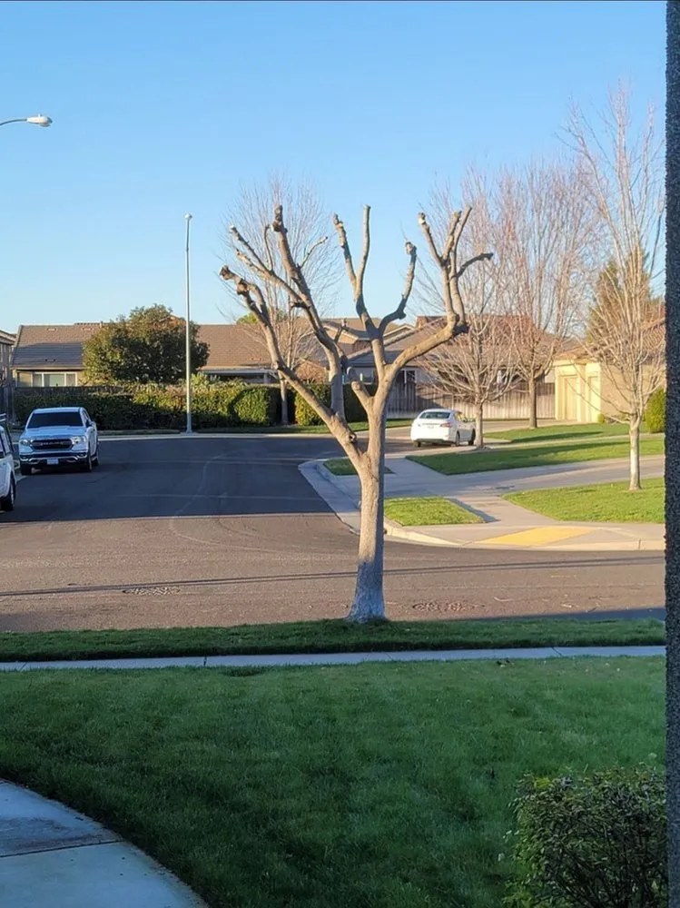 Local residential landscaping for beautiful yards in Stockton, CA by Ramirez Landscaping