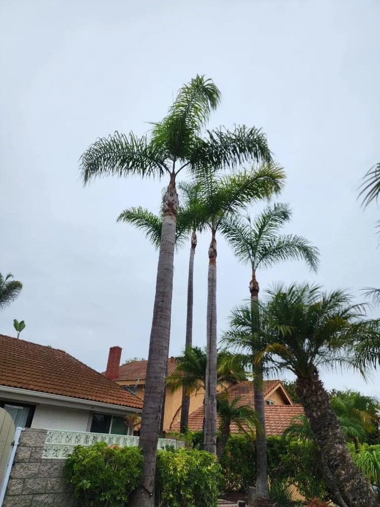 Reliable lawn mowing service experts serving Vista, CA - Ramirez Landscaping