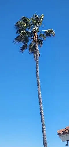 Reliable landscaping services in Vista, CA by Ramirez Landscaping