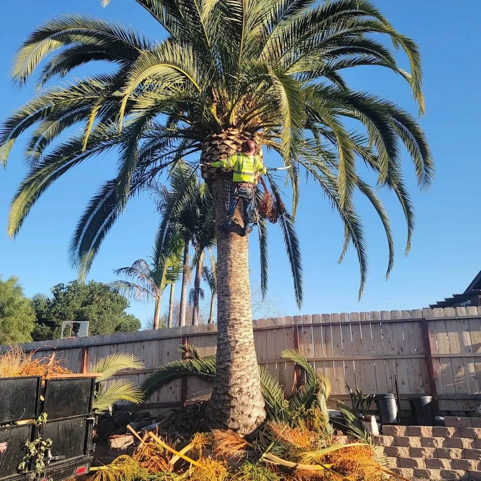 Local landscape installation near you across Vista, CA - Ramirez Landscaping