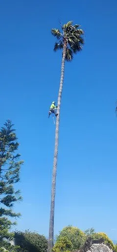 Expert yard maintenance for homes across Vista, CA - Ramirez Landscaping