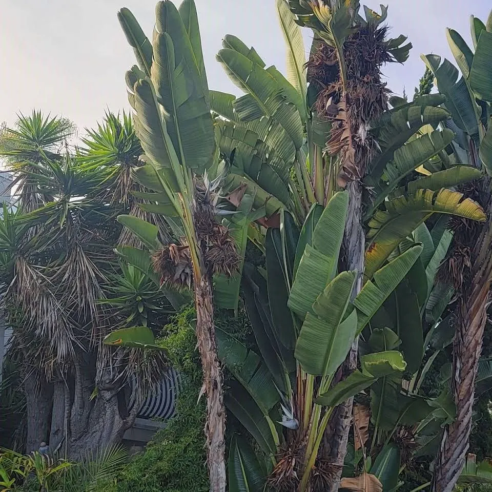 Top-rated landscape design with custom design across Vista, CA - Ramirez Landscaping