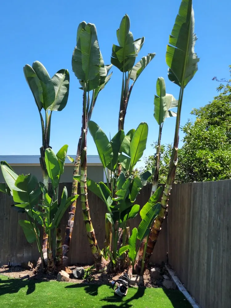 Expert landscape design for beautiful yards in Vista, CA by Ramirez Landscaping