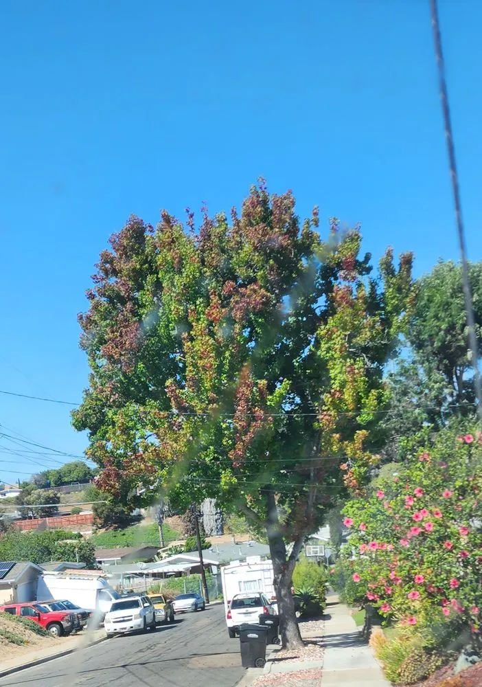 Affordable outdoor landscaping for beautiful yards across Vista, CA - Ramirez Landscaping