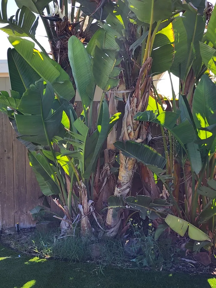 Trusted outdoor landscaping for year-round maintenance in Vista, CA by Ramirez Landscaping