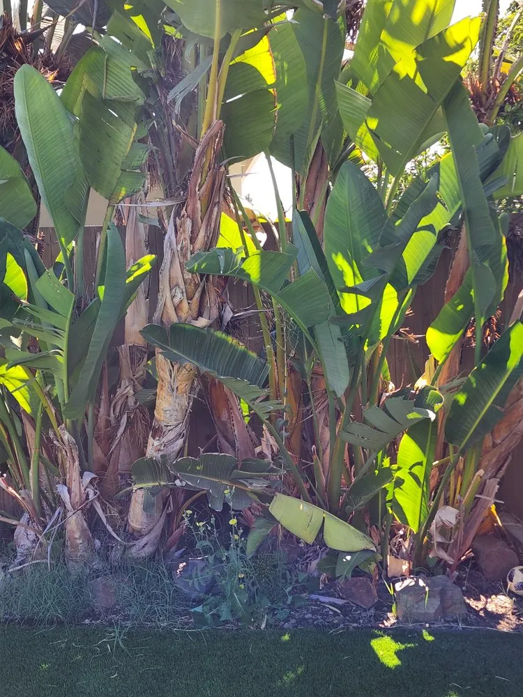 Top-rated landscape design for year-round maintenance in Vista, CA by Ramirez Landscaping