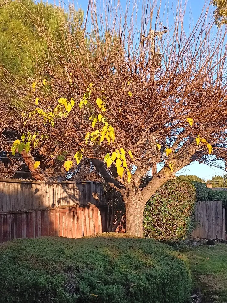 Expert lawn mowing service experts serving San José, CA - Ramirez Lanscaping