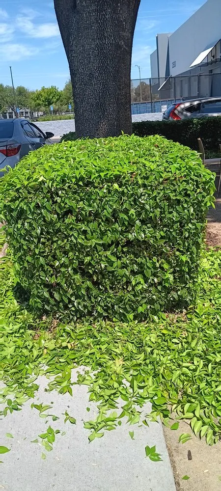 Top-rated landscaping services in San José, CA - Ramirez Lanscaping