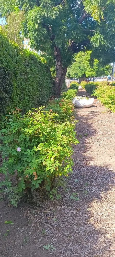 Affordable lawn care service in San José, CA by Ramirez Lanscaping