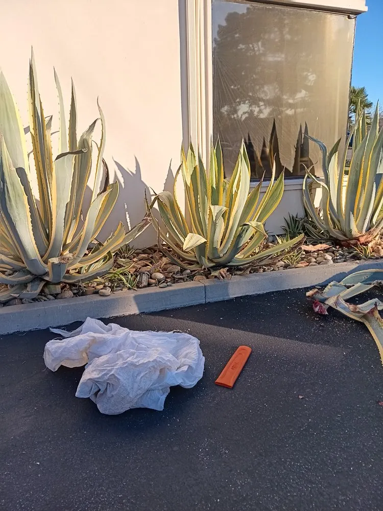 Professional residential landscaping in San José, CA - Ramirez Lanscaping