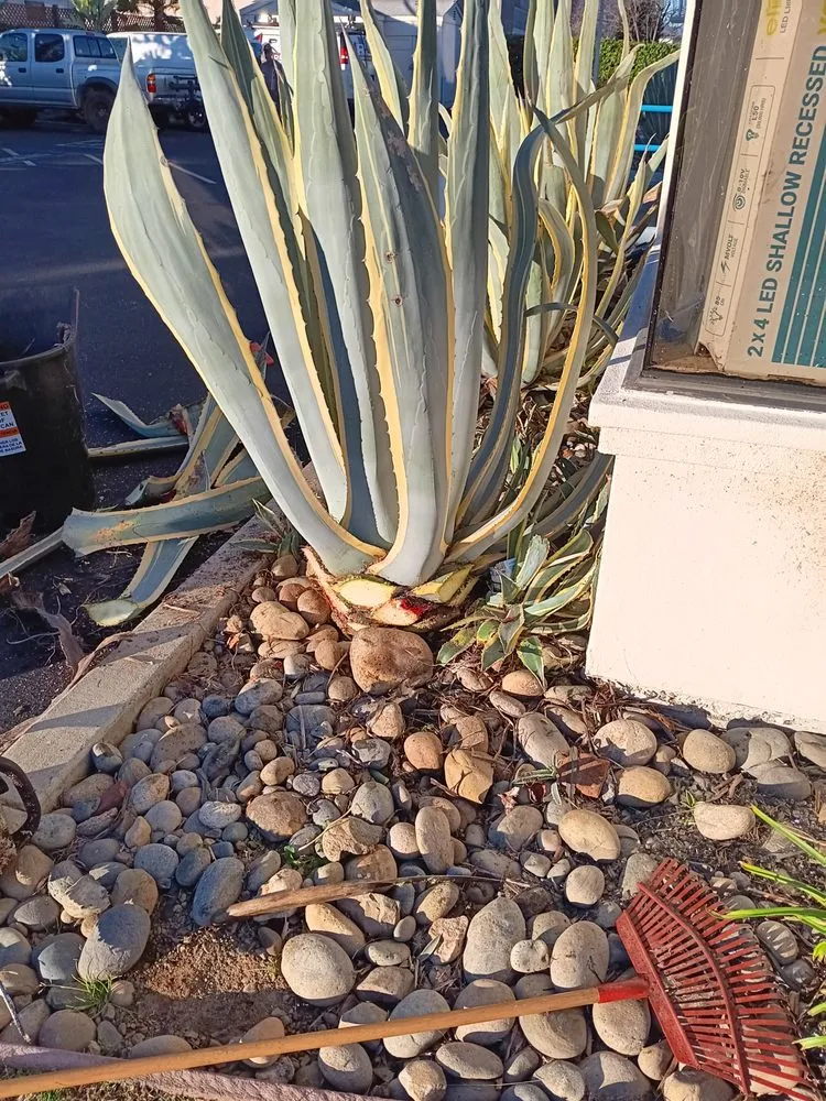 Reliable lawn mowing service in San José, CA by Ramirez Lanscaping