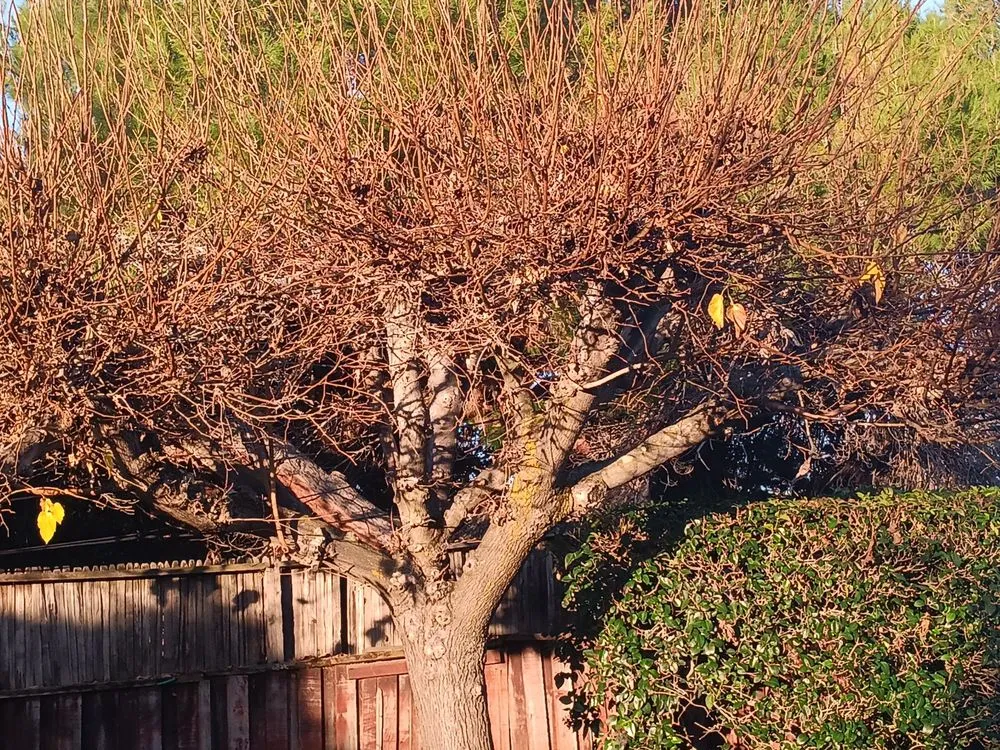 Local garden landscaping experts serving San José, CA - Ramirez Lanscaping