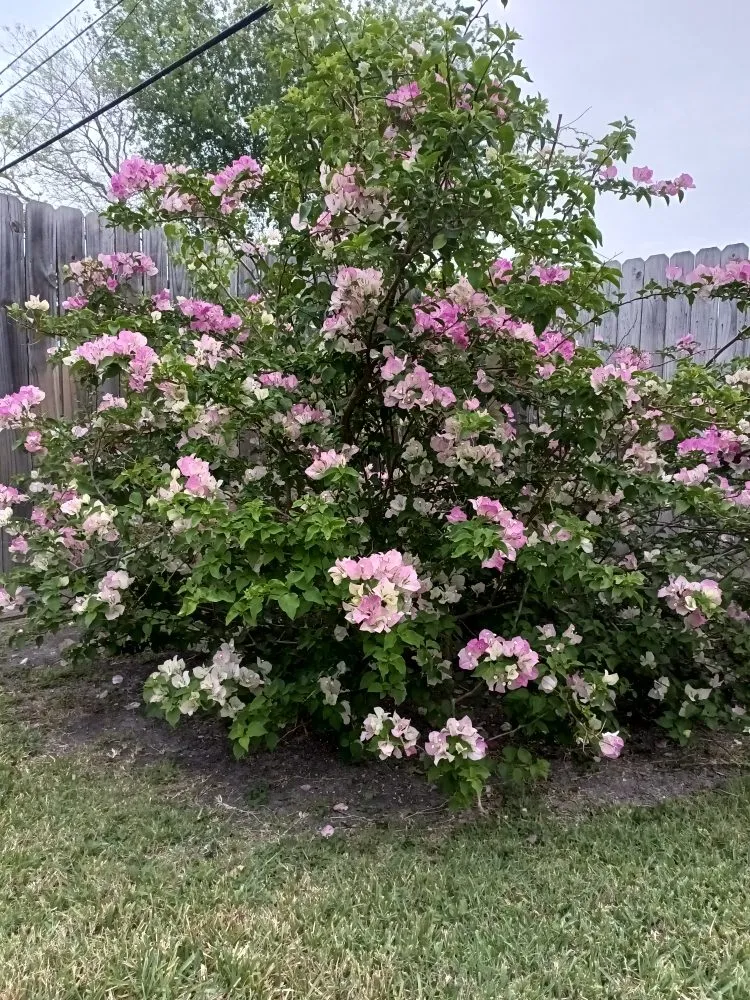 Affordable landscape design experts serving Corp Christi, TX - Ramirez Lawn Care