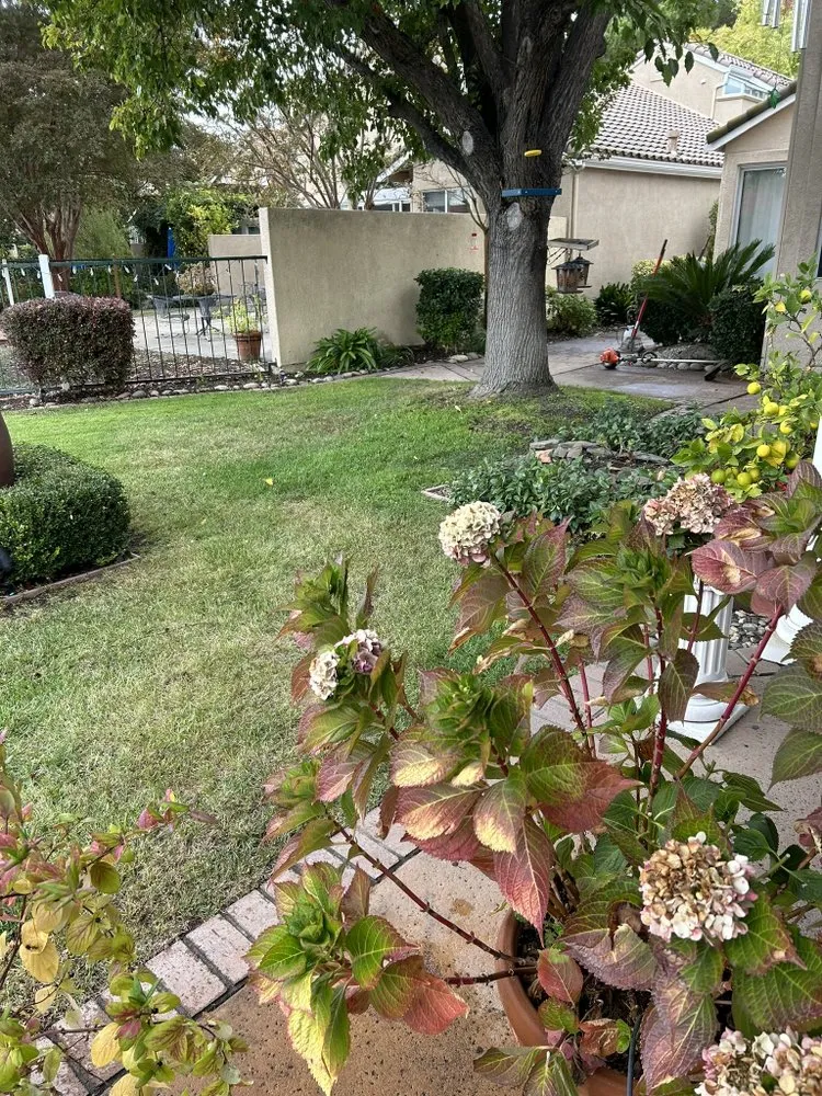 Trusted lawn care service with custom design across Stockton, CA - Ramirez Lawn Service