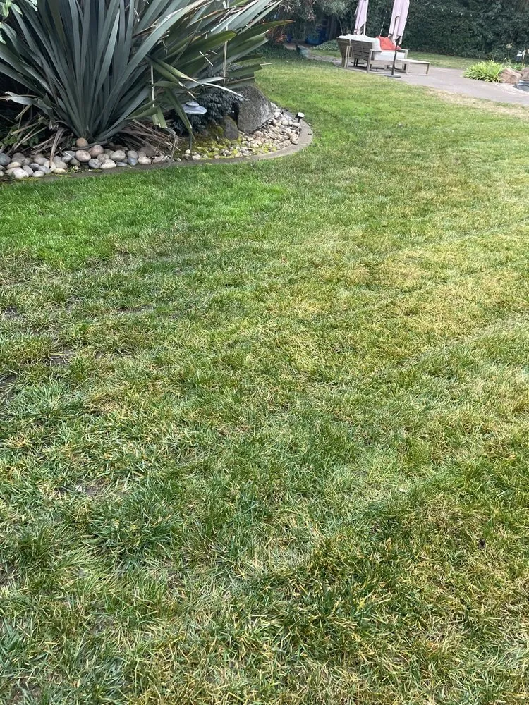 Trusted landscaping services experts serving Stockton, CA - Ramirez Lawn Service