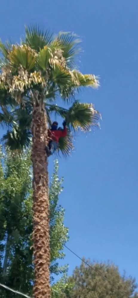 Trusted landscaping services in Hayward, CA by Ramirez Professional Tree Service