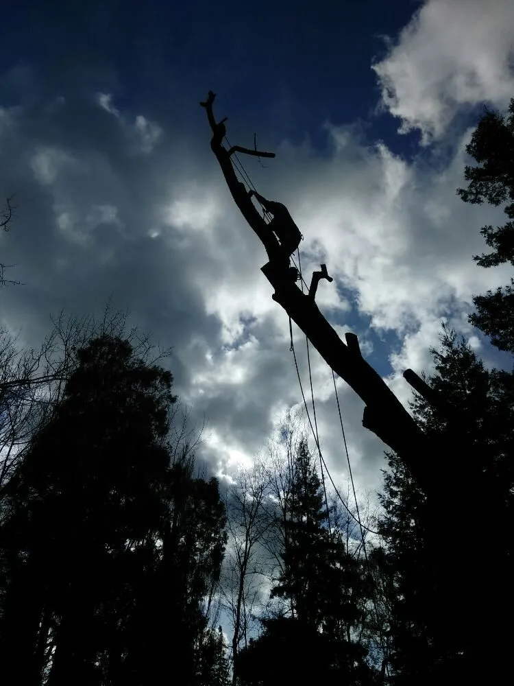 Custom landscape design in Hayward, CA - Ramirez Professional Tree Service