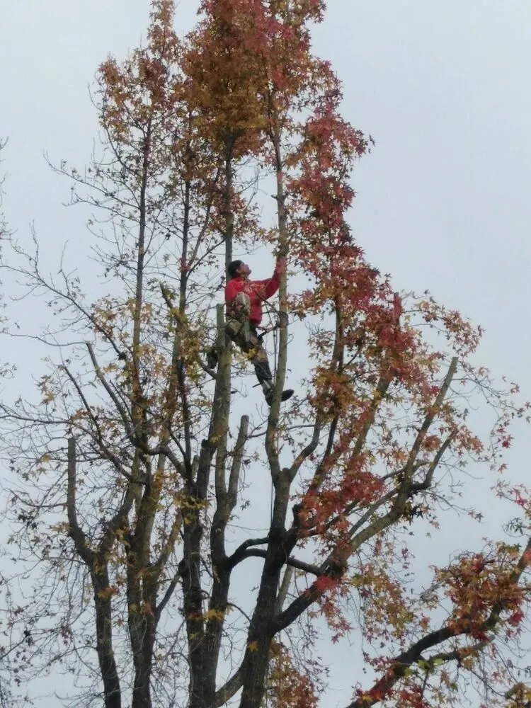 Local garden landscaping experts serving Hayward, CA - Ramirez Professional Tree Service