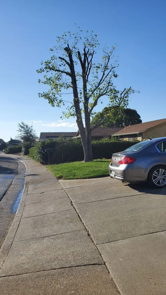 Affordable landscaping services experts serving Hayward, CA - Ramirez Professional Tree Service