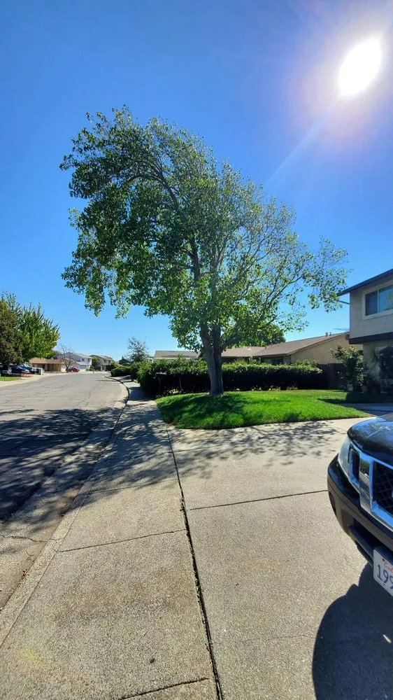 Top-rated landscape installation in Hayward, CA by Ramirez Professional Tree Service