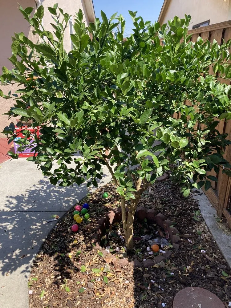 Trusted outdoor landscaping for year-round maintenance across Hayward, CA - Ramirez Professional Tree Service