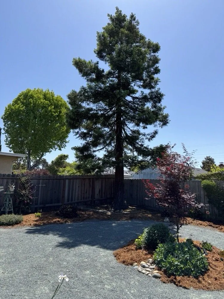 Expert yard maintenance in Hayward, CA - Ramirez Professional Tree Service