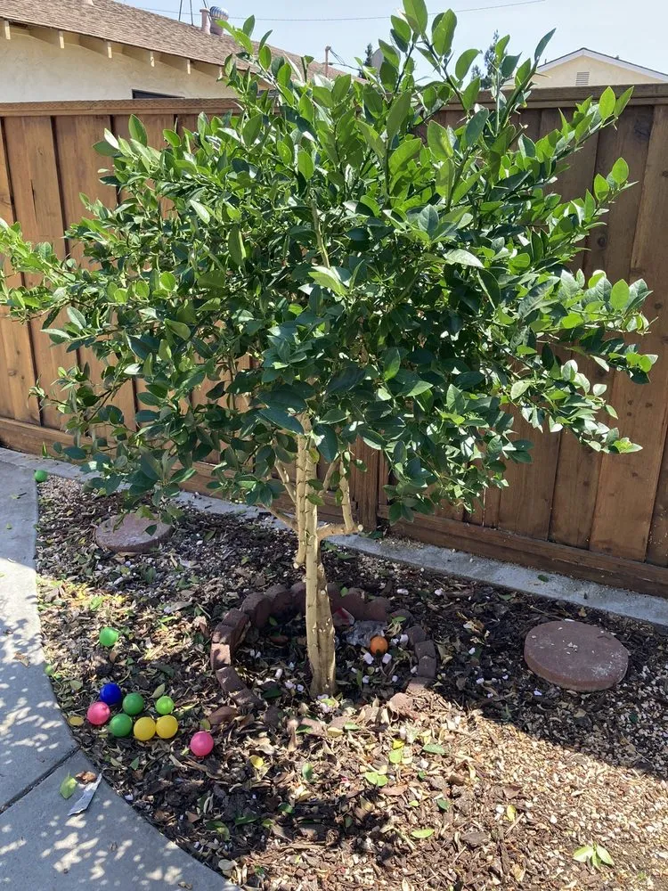 Custom landscaping services in Hayward, CA by Ramirez Professional Tree Service