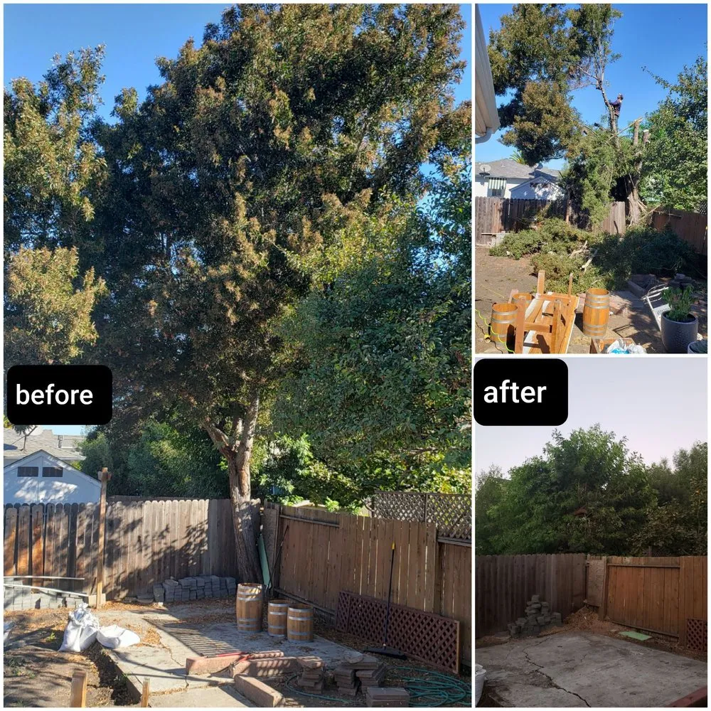 Local yard maintenance experts serving Hayward, CA - Ramirez Professional Tree Service