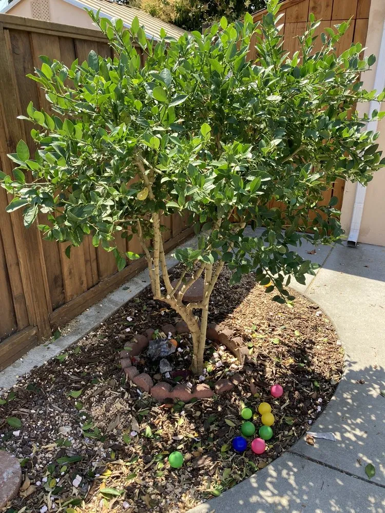 Trusted lawn care service with custom design in Hayward, CA by Ramirez Professional Tree Service