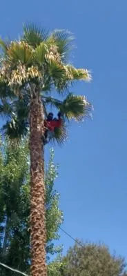 Ramirez Professional Tree Service Logo