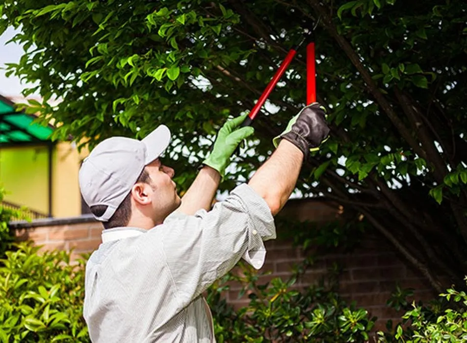Professional landscape installation in Ontario, CA by Ramirez Tree Service