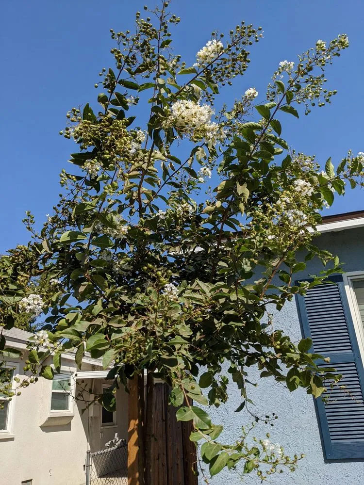 Expert garden landscaping for homes in Ontario, CA by Ramirez Tree Service