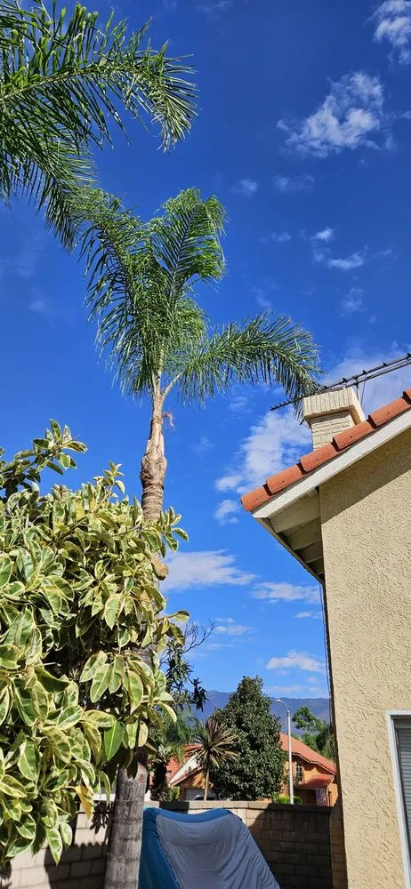 Trusted yard cleanup service experts serving Ontario, CA - Ramirez Tree Service