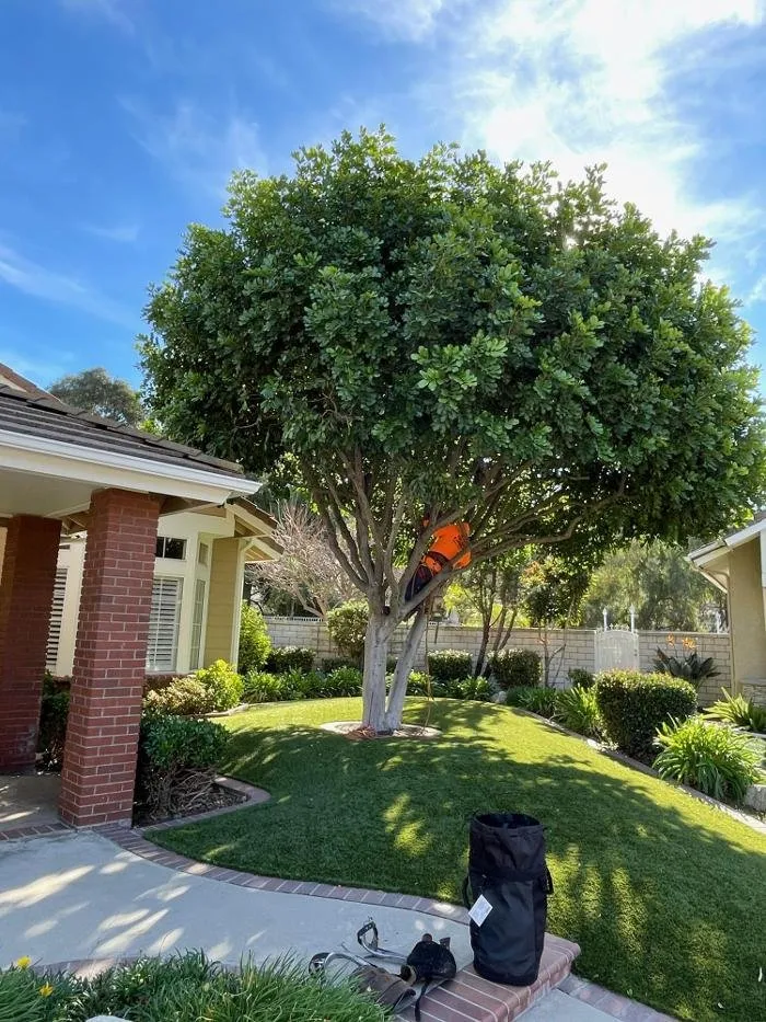 Professional landscape design in Ontario, CA by Ramirez Tree Service