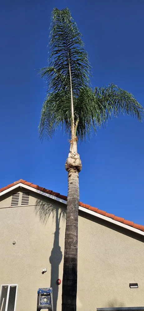 Top-rated residential landscaping for homes in Ontario, CA by Ramirez Tree Service