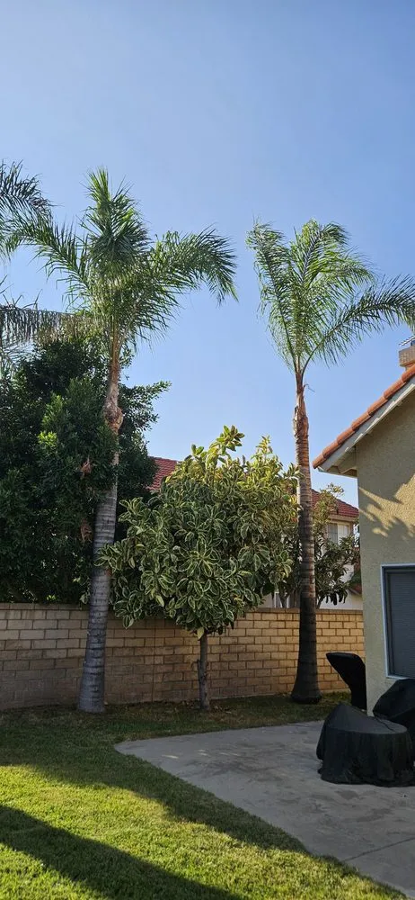 Top-rated lawn care service experts serving Ontario, CA - Ramirez Tree Service