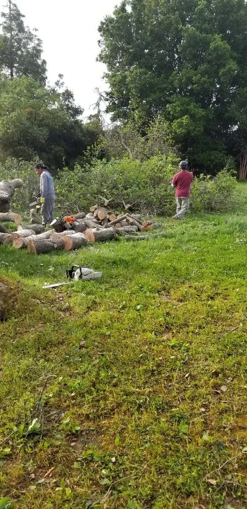 Professional yard cleanup service in Orangevale, CA by Ramirez Tree Service
