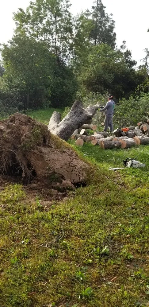 Local landscape installation experts serving Orangevale, CA - Ramirez Tree Service