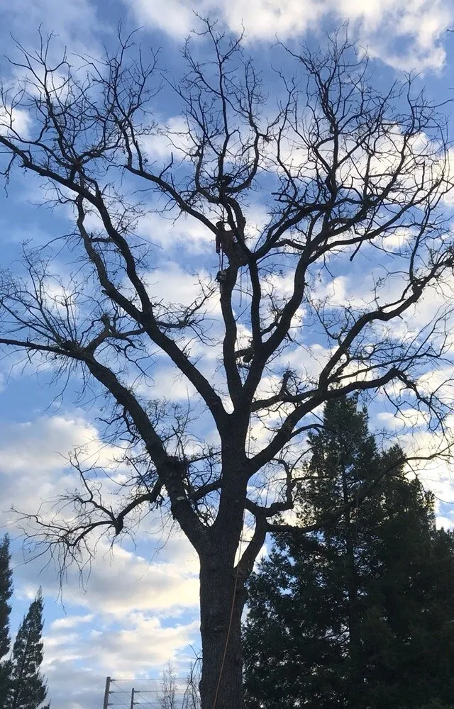 Reliable garden landscaping experts serving Orangevale, CA - Ramirez Tree Service