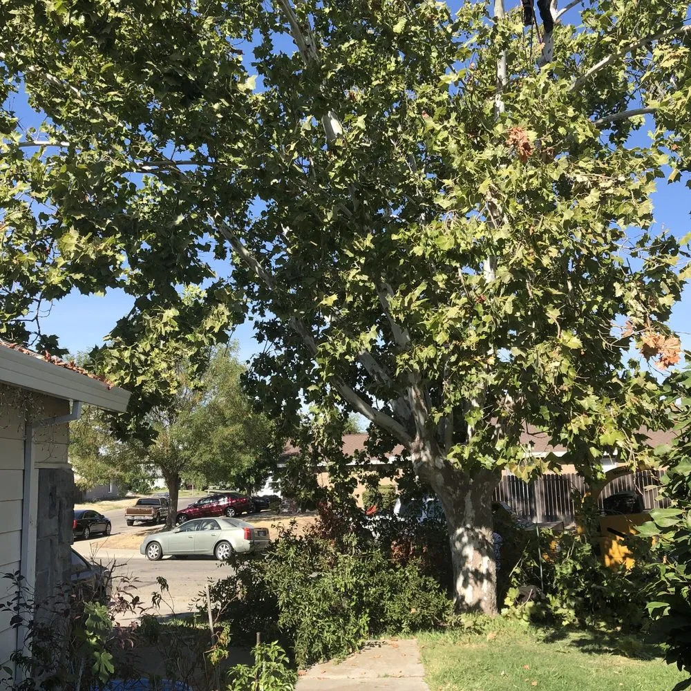 Trusted landscape design for residential properties in Orangevale, CA by Ramirez Tree Service