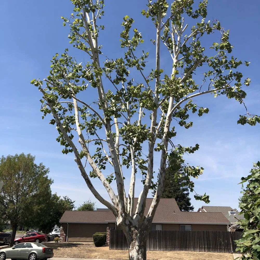 Top-rated yard maintenance for outdoor upgrades in Orangevale, CA by Ramirez Tree Service
