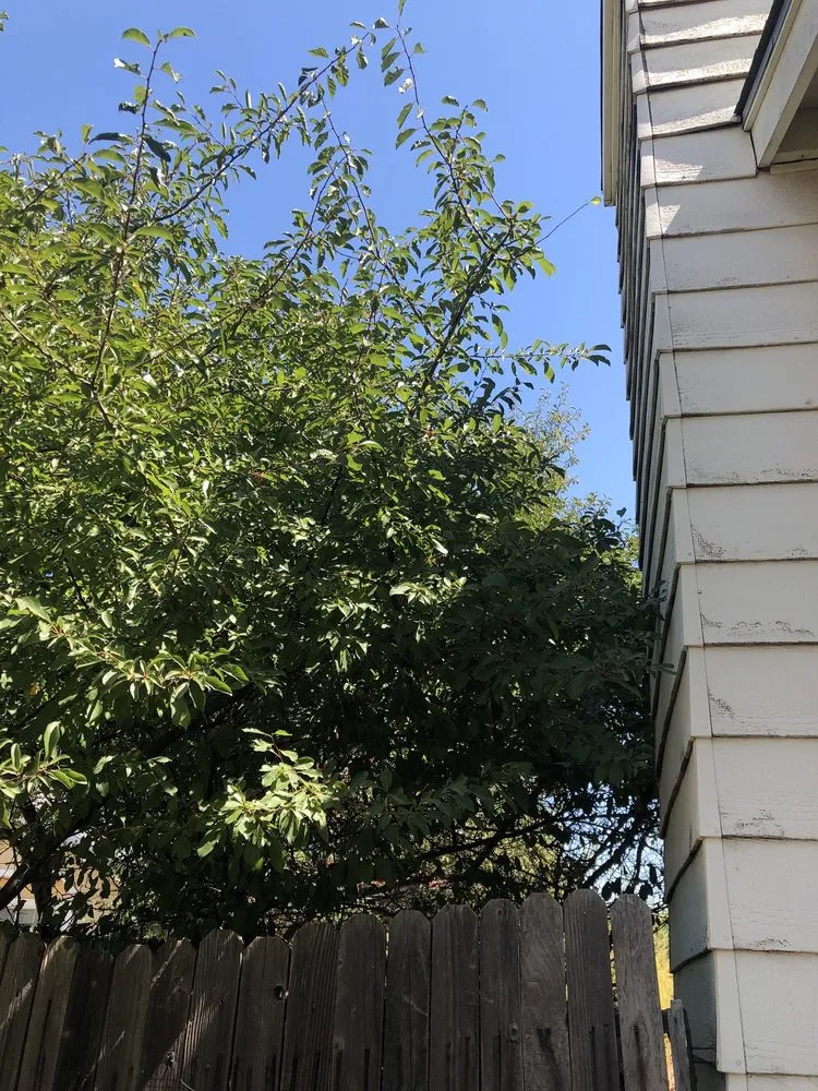 Trusted landscape design experts serving Orangevale, CA - Ramirez Tree Service