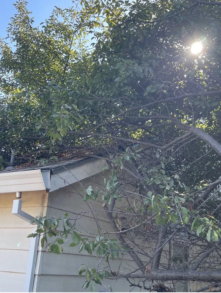 Reliable residential landscaping in Orangevale, CA by Ramirez Tree Service